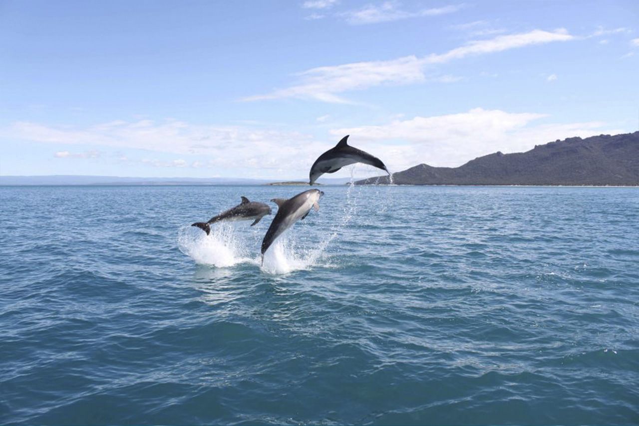 wineglass bay tours